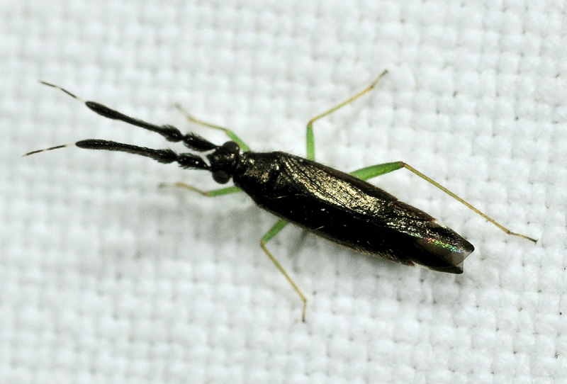 Heterotoma planicornis Pallas